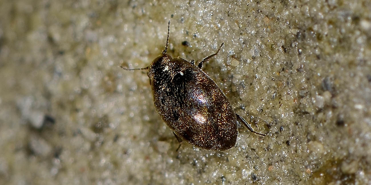 Limnichidae: Pelochares versicolor?  S !